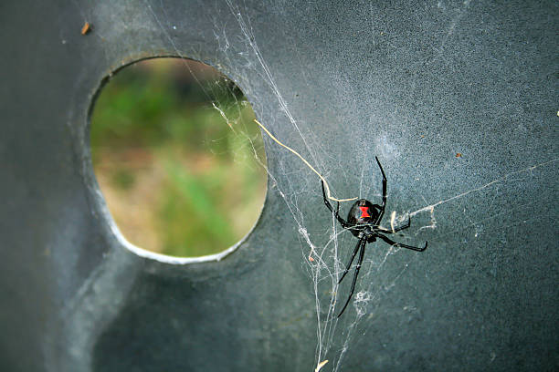 Black Widow Spider stock photo