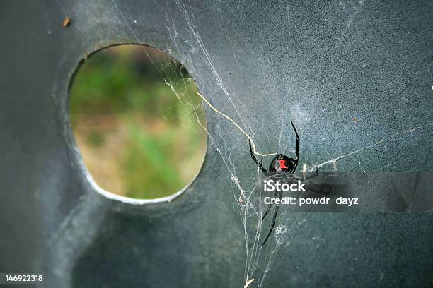 Black Widow Spider Stock Photo - Download Image Now - Black Widow Spider, Cannibalism, Abdomen