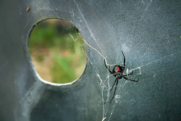 A large black widow spider spinning a web under a metal grate in Montana.