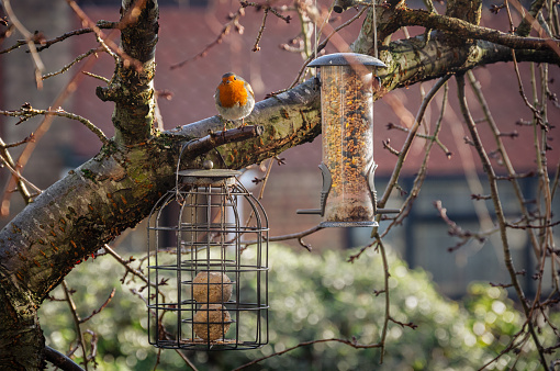 Bird feeders and a robin bird on cherry tree branches in late winter