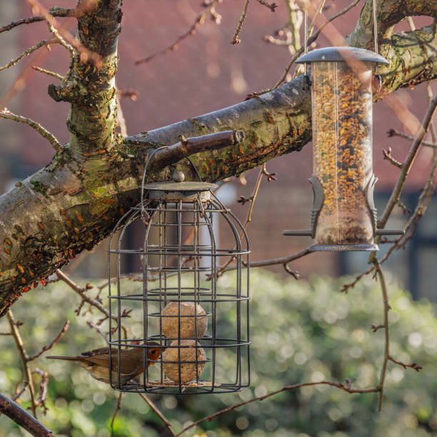 istock Bird feeders and a robin bird on cherry tree branches 5 1469223914