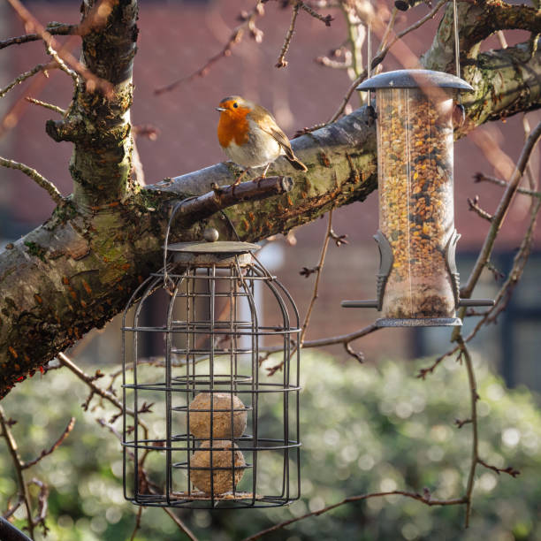 istock Bird feeders and a robin bird on cherry tree branches 2 1469223915