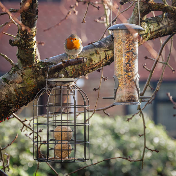 istock Bird feeders and a robin bird on cherry tree branches 3 1469223917