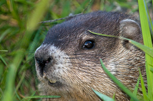 istock Woodchuck close up 146922415