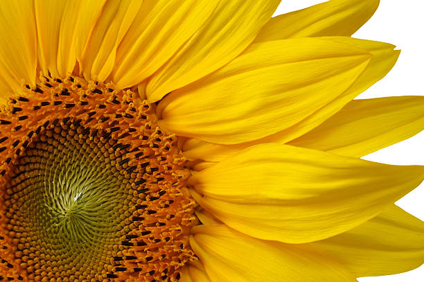 sunflower includes clipping path stock photo