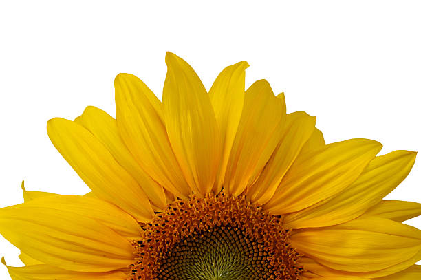 Sunflower includes clipping path stock photo