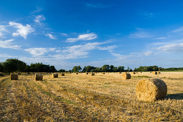 istock Golden hay bales on a field 146922476