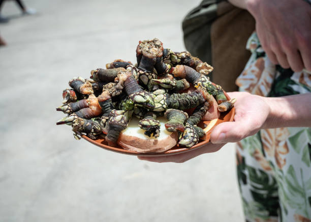 Woman showing a plate of barnacles Woman showing a plate of barnacles barnacle stock pictures, royalty-free photos & images