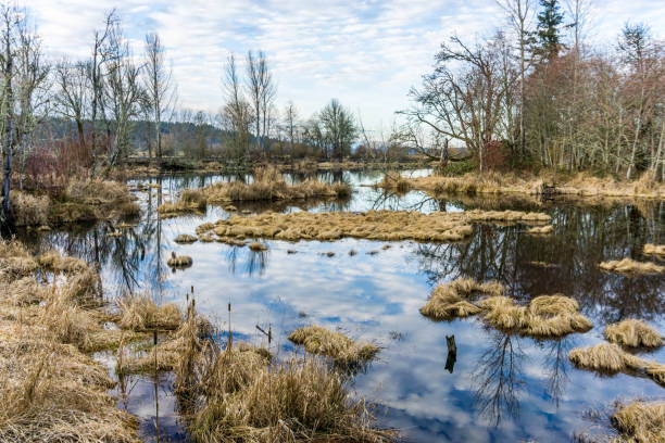 istock Nisqually Wetlands Reflecions 1469226979