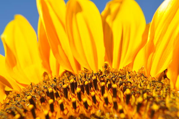 Sunflower 2 stock photo