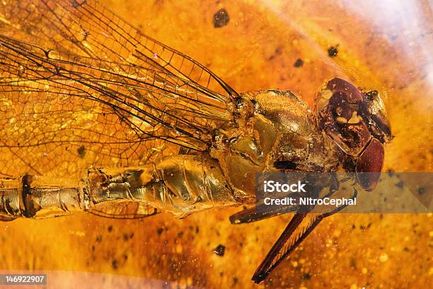 Amber I Dragonfly - zdjęcia stockowe i więcej obrazów Bursztyn - Bursztyn, Owad, Skamieniałość