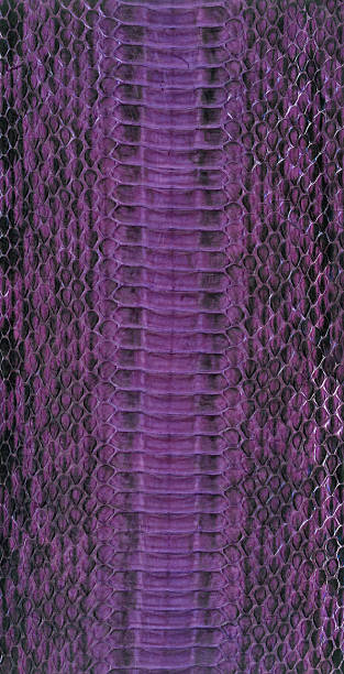 istock High-resolution texture of snake skin 146923056