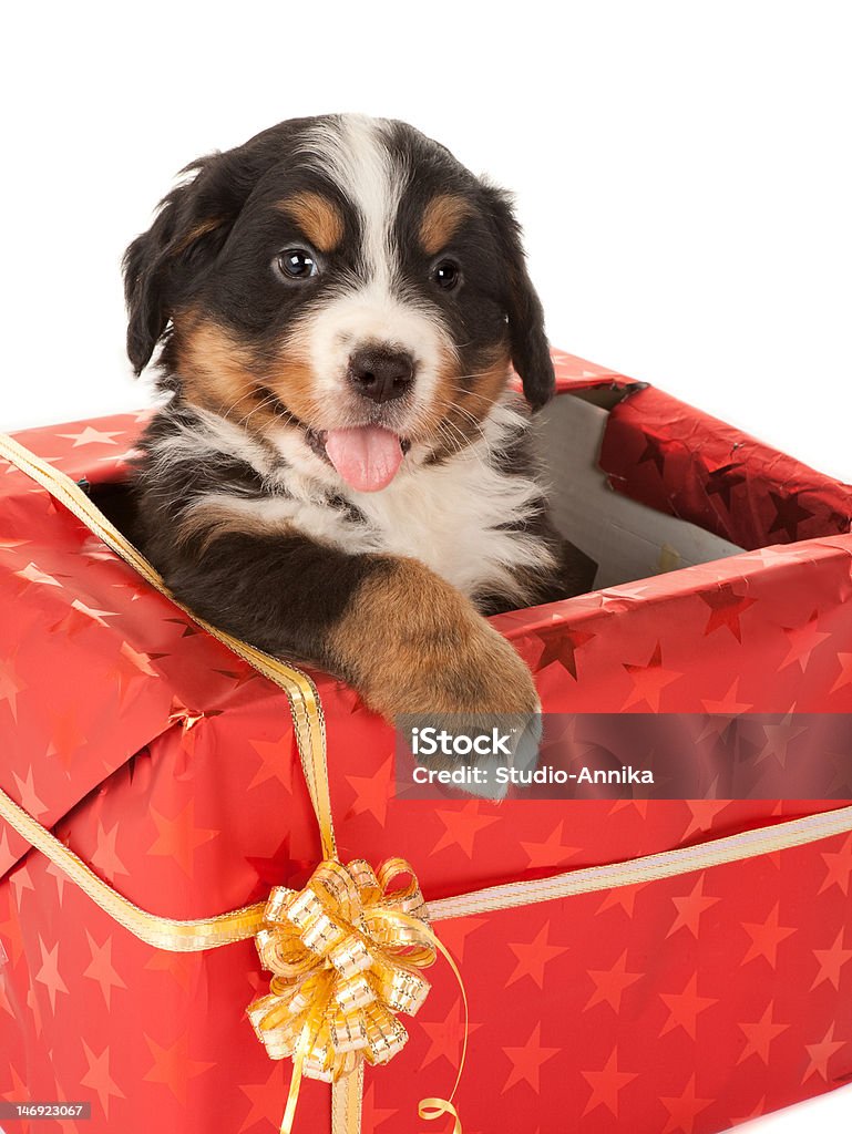 Regalo de navidad con perro - Foto de stock de Boyero de Berna libre de derechos