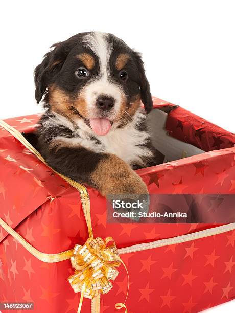 Regalo De Navidad Con Perro Foto de stock y más banco de imágenes de Boyero de Berna - Boyero de Berna, Cumpleaños, Cachorro - Perro