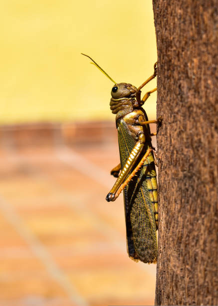 grasshopper perched in a tree giant grasshopper perched in a tree in a domestic environment giant grasshopper stock pictures, royalty-free photos & images