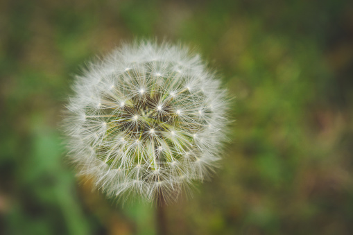 Dandelion flower closeup with a green natural-textured background