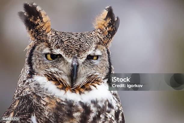 Great Horned Owl Stock Photo - Download Image Now - Owl, Suspicion, Animal Body Part