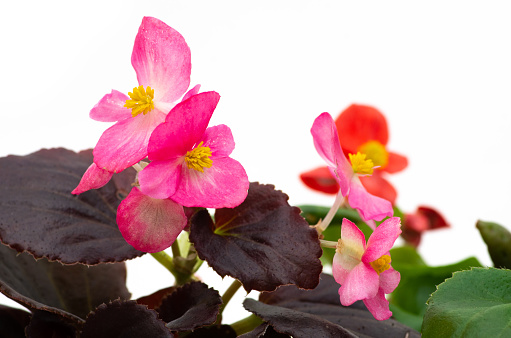 Close up of a cluster of pink begonia blossoms with bright yellow stamens.