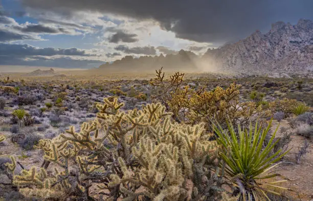 Sunset over ridge in Mojave Desert with dramatic sky, light rays, sleet, cholla cactus and yucca.