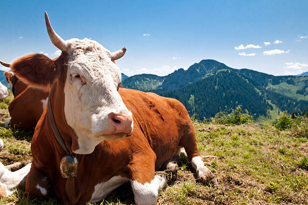 istock german cow resting on mountain alp 146923316