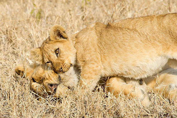 Young male and cub stock photo