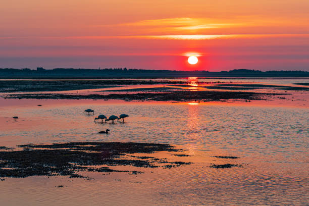 istock Mud flat with sunrise on the island Amrum, Germany 1469236430