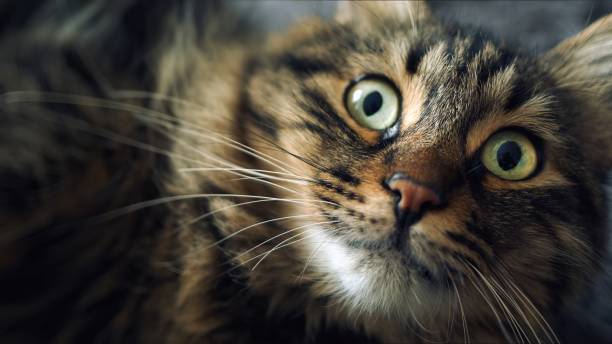 istock Sweet Mammal Animal Pet Cat 1469236604