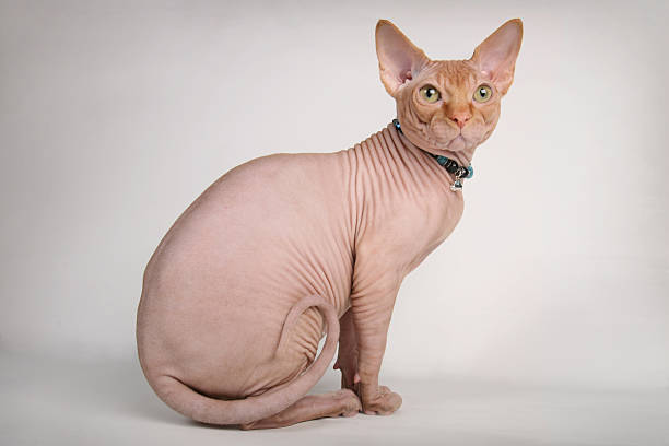 Red sphinx cat sitting Red sphinx cat in necklace sitting on gray background sphynx hairless cat stock pictures, royalty-free photos & images