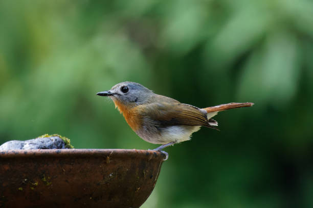 istock White-bellied Blue Flycatcher Female perching on a bird bath 1469237806