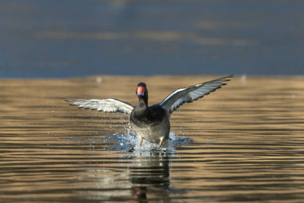 Male rosy-billed pochard (Netta peposaca) landing on a lake.