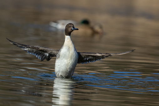 Male pintail or northern pintail (Anas acuta) drying wings on a lake.