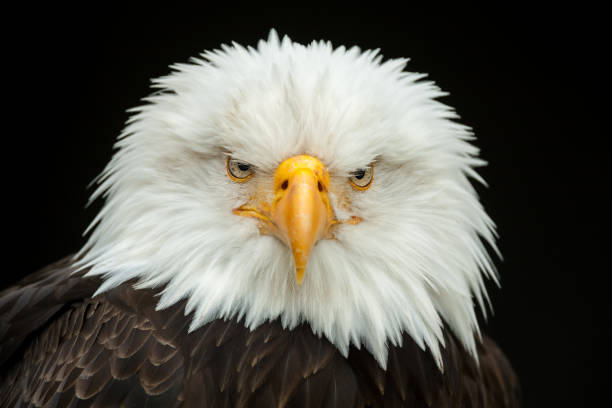 istock Portrait of a bald eagle (Haliaeetus leucocephalus) 1469237884