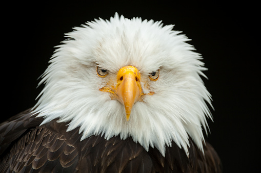 Close shot of a bald eagle (Haliaeetus leucocephalus), the national bird of the USA, against a black background.