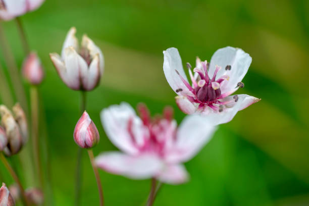 Butomus umbellatu, bloom in the spring season. stock photo