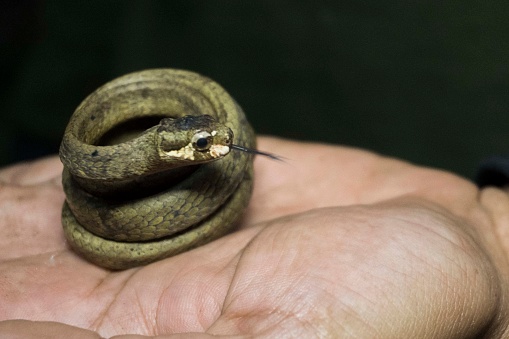 Small snake in the hands of scientists after being caught during a biodiversity survey