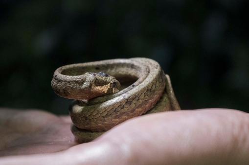 Small snake in the hands of scientists after being caught during a biodiversity survey