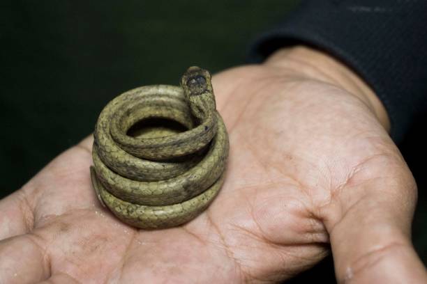 istock Snake in Hands - Stock Photo 1469238366