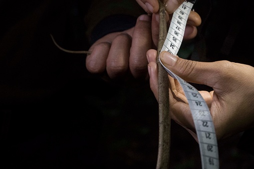 Field scientists measure snakes while conducting biodiversity surveys