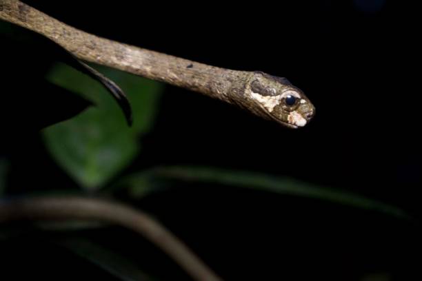 istock Snake in Hands - Stock Photo 1469238437