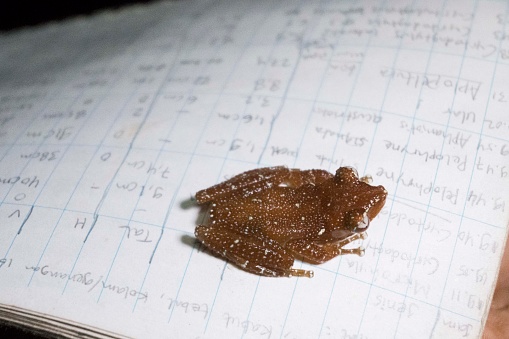 frog on a scientist's notebook while conducting a biodiversity survey in the rainforest