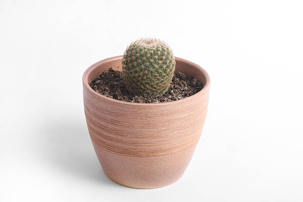 Cactus – Foto