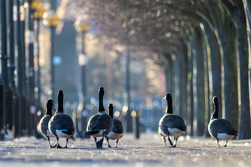 A group of gooses are walking on the pedestrian way with  low angle of view and blur colourful background