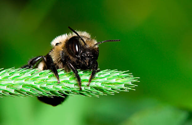 Leaf cutter bee stock photo