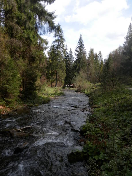 istock Mountain river flowing in forest at cloudy summer day 1469241467