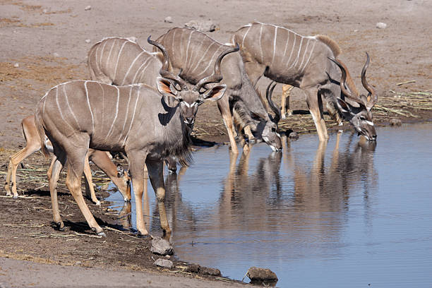 istock Greater kudu males at the waterhole 146924201