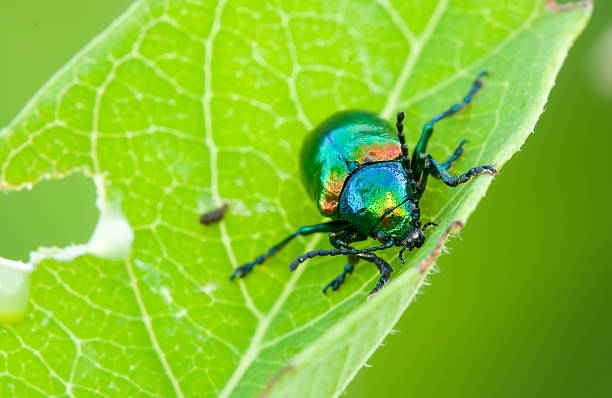 Dogbane beetle stock photo