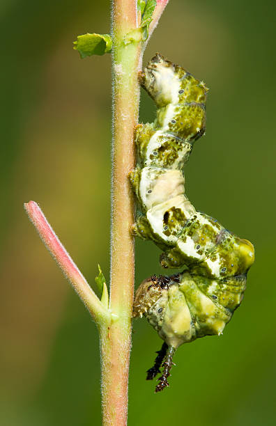 Limenitis sp. descansar en willow branch - foto de stock