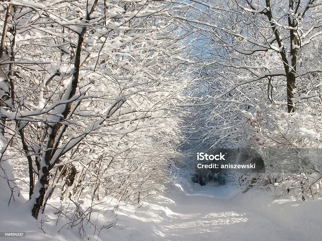 Corsia nella foresta invernale - Foto stock royalty-free di Bosco