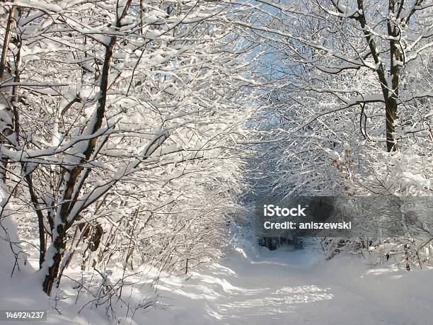 Corsia Nella Foresta Invernale - Fotografie stock e altre immagini di Bosco - Bosco, Natale, Parco pubblico