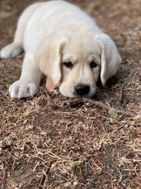 istock Puppy Love 1469244051